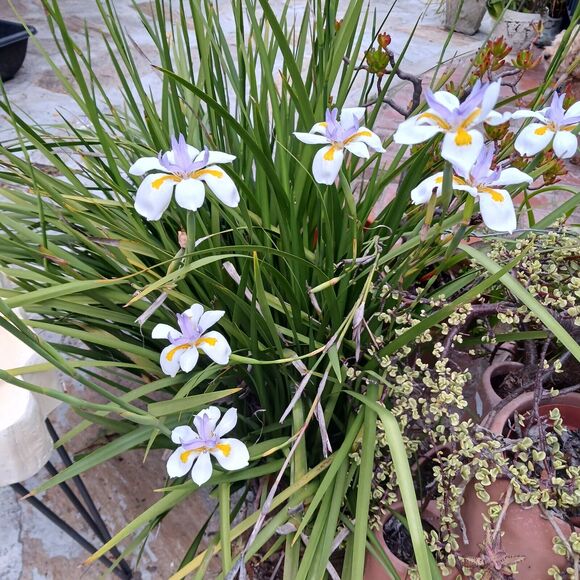 JAPANESE IRIS 10 SEEDS Dietes Iriodiodes Fortnight Lily Evergreen Grass Drought - Picture 10 of 13